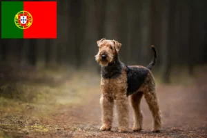 Read more about the article Airedale Terrier breeders and puppies in Portugal