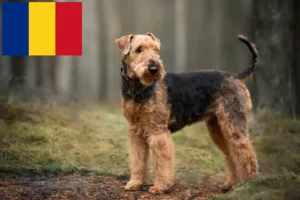 Read more about the article Airedale Terrier breeders and puppies in Romania