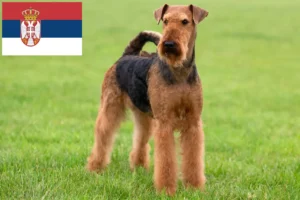 Read more about the article Airedale Terrier breeders and puppies in Serbia