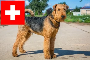 Read more about the article Airedale Terrier breeders and puppies in Switzerland