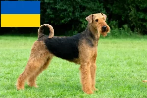 Read more about the article Airedale Terrier breeders and puppies in Ukraine