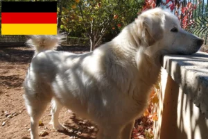 Read more about the article Akbash breeders and puppies in Germany