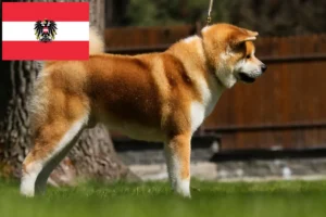 Read more about the article Akita breeders and puppies in Austria