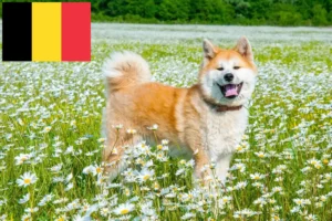 Read more about the article Akita breeders and puppies in Belgium