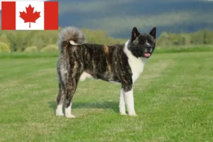 Read more about the article Akita breeders and puppies in Canada