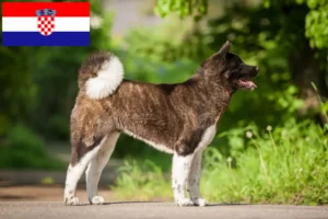 Read more about the article Akita breeders and puppies in Croatia