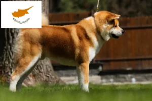 Read more about the article Akita breeders and puppies in Cyprus