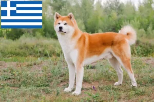 Read more about the article Akita breeders and puppies in Greece