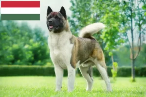 Read more about the article Akita breeders and puppies in Hungary