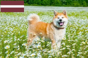 Read more about the article Akita breeders and puppies in Latvia