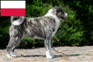 Read more about the article Akita breeders and puppies in Poland