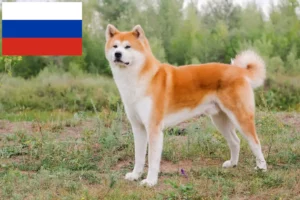 Read more about the article Akita breeders and puppies in Russia
