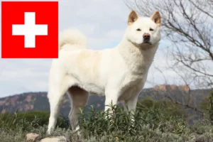 Read more about the article Akita breeders and puppies in Switzerland