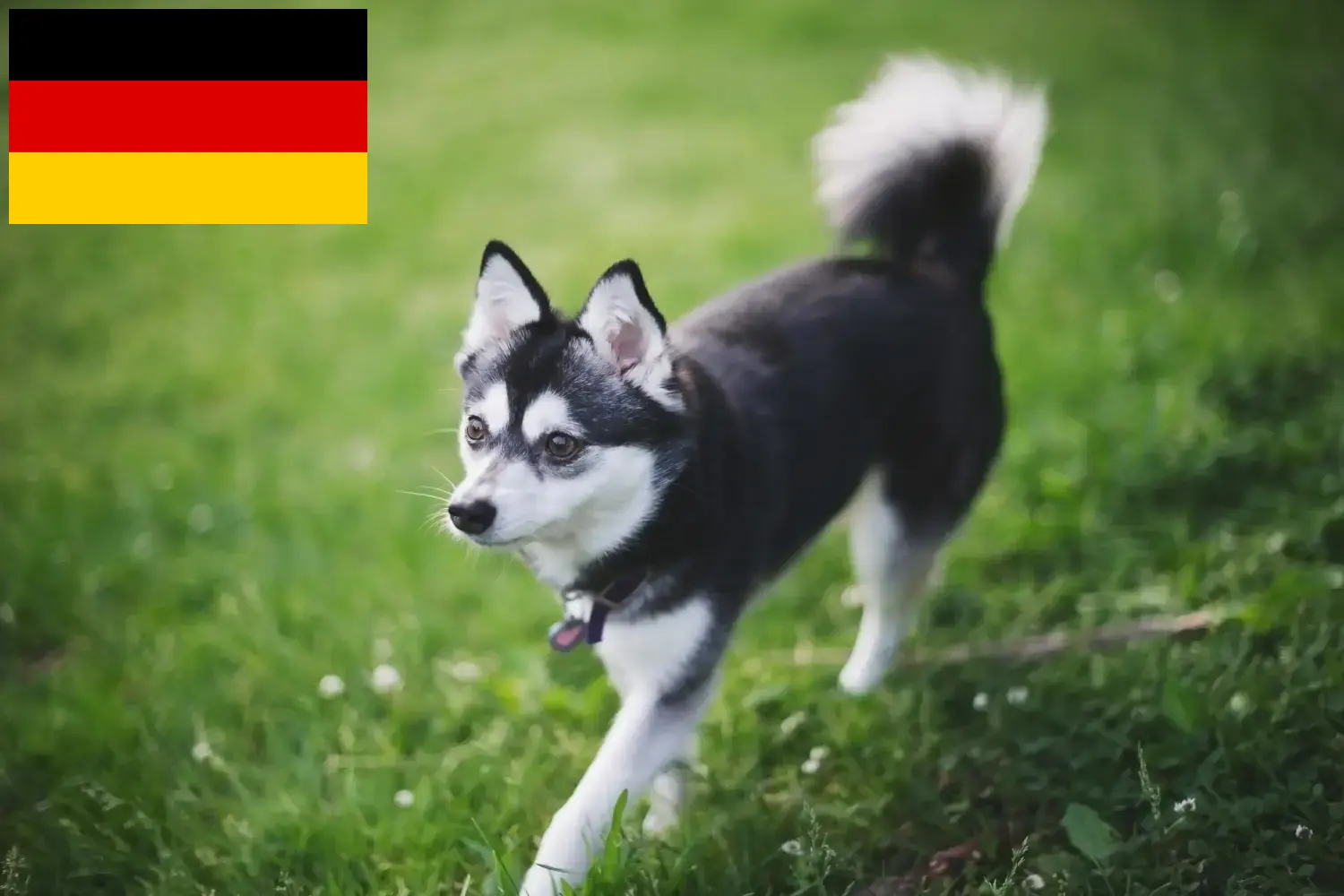 Read more about the article Alaskan Klee Kai breeders and puppies in Germany