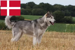 Read more about the article Alaskan Malamute breeders and puppies in Denmark