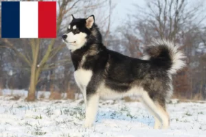 Read more about the article Alaskan Malamute breeders and puppies in France