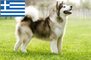Read more about the article Alaskan Malamute breeders and puppies in Greece