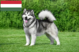 Read more about the article Alaskan Malamute breeders and puppies in Hungary