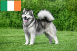 Read more about the article Alaskan Malamute breeders and puppies in Ireland