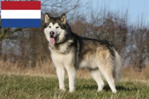 Read more about the article Alaskan Malamute breeders and puppies in the Netherlands