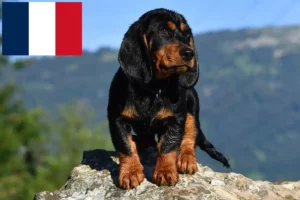 Read more about the article Alpine Dachsbracke breeders and puppies in France