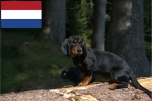 Read more about the article Alpine Dachsbracke breeders and puppies in the Netherlands
