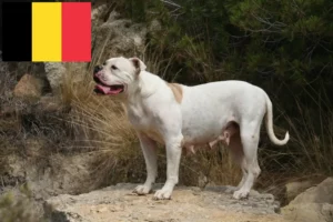 Read more about the article American Bulldog breeders and puppies in Belgium