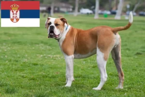 Read more about the article American Bulldog breeders and puppies in Serbia