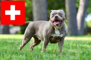Read more about the article American Bulldog breeders and puppies in Switzerland