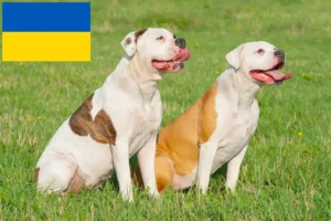 Read more about the article American Bulldog breeders and puppies in Ukraine