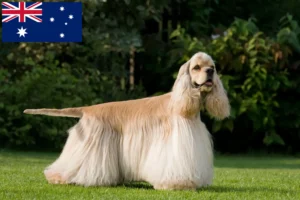 Read more about the article American Cocker Spaniel breeders and puppies in Australia