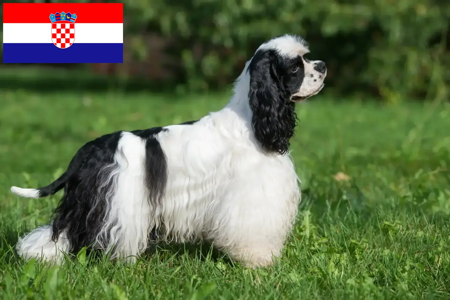 Read more about the article American Cocker Spaniel breeders and puppies in Croatia