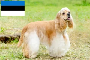 Read more about the article American Cocker Spaniel breeders and puppies in Estonia