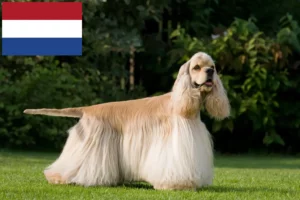 Read more about the article American Cocker Spaniel breeders and puppies in the Netherlands