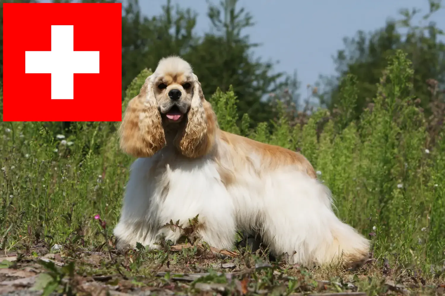 Read more about the article American Cocker Spaniel breeders and puppies in Switzerland