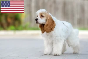 Read more about the article American Cocker Spaniel breeders and puppies in the USA