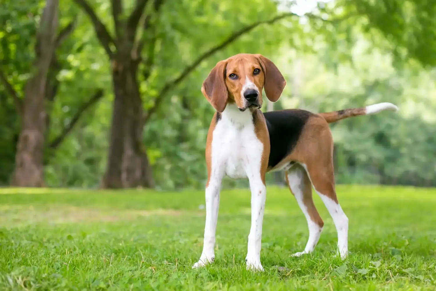 Read more about the article American Foxhound Breeder