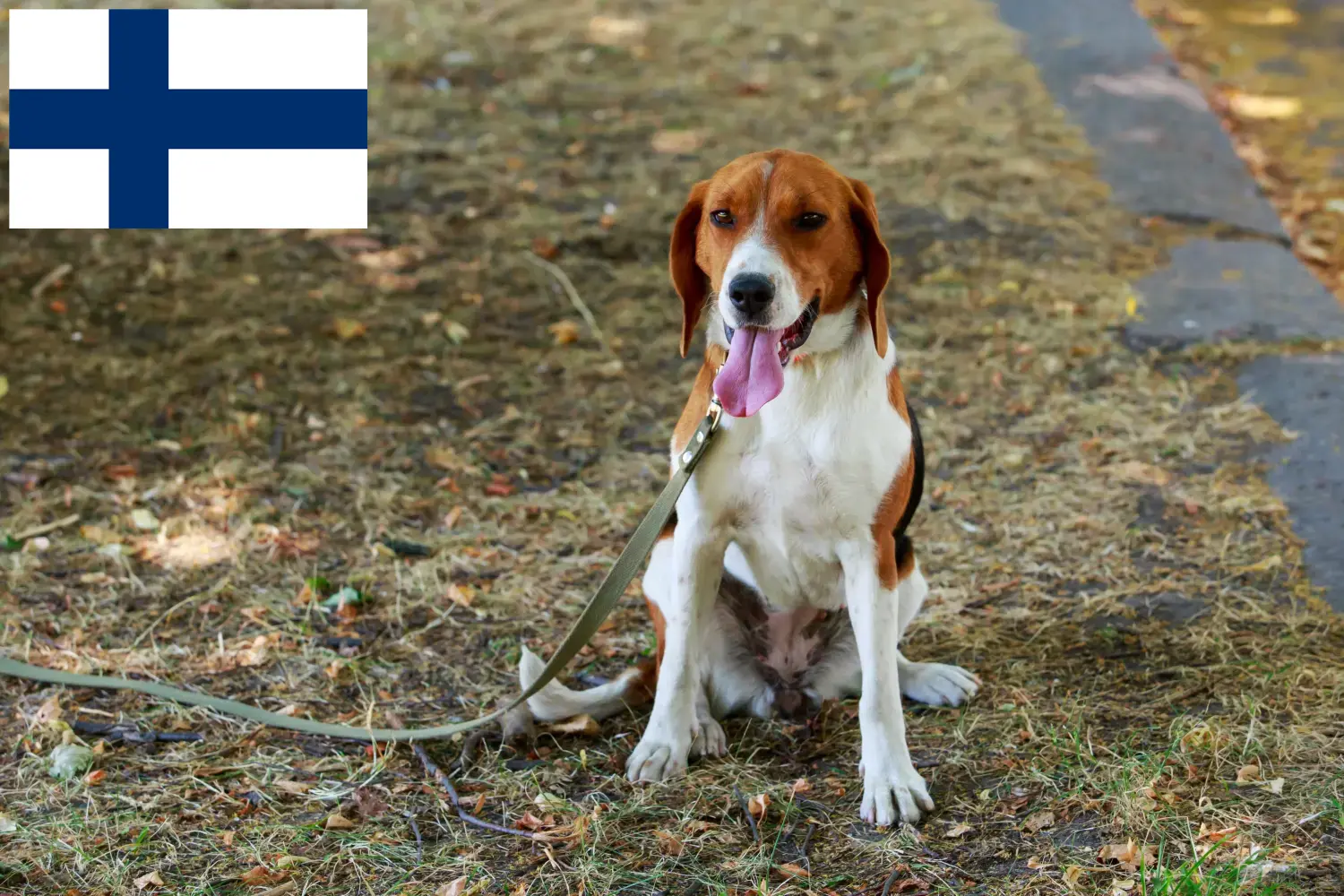 Read more about the article American Foxhound breeders and puppies in Finland
