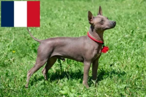 Read more about the article American Hairless Terrier breeders and puppies in France