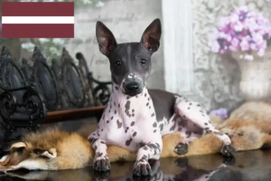 Read more about the article American Hairless Terrier breeders and puppies in Latvia