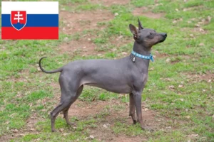 Read more about the article American Hairless Terrier breeders and puppies in Slovakia
