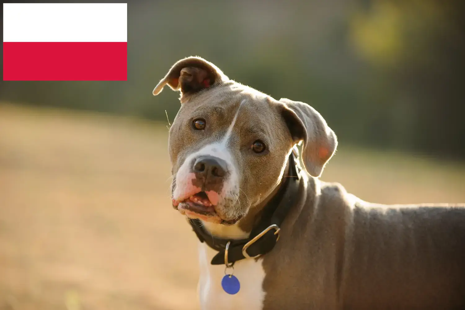 Read more about the article American Pit Bull Terrier breeders and puppies in Poland