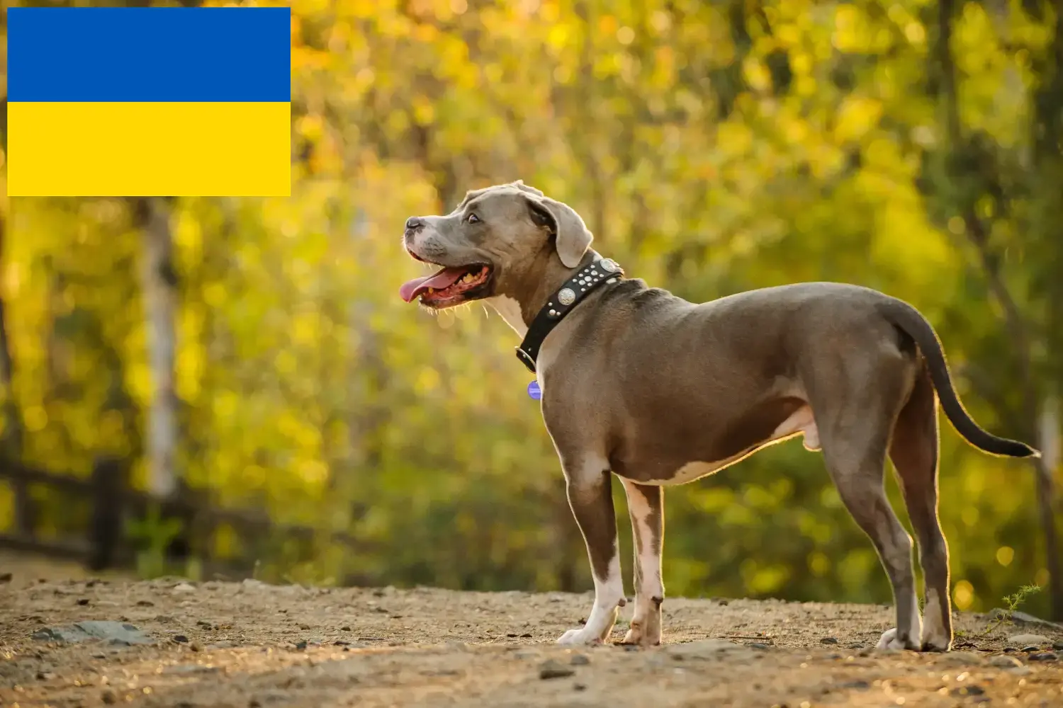 Read more about the article American Pit Bull Terrier breeders and puppies in Ukraine