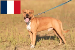 Read more about the article American Staffordshire Terrier breeders and puppies in France