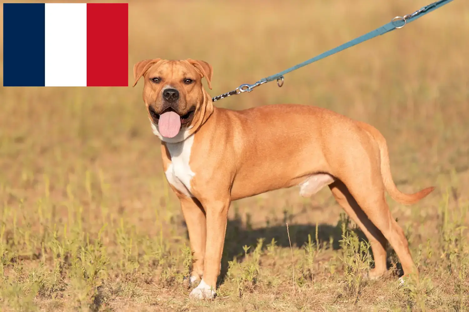 Read more about the article American Staffordshire Terrier breeders and puppies in France