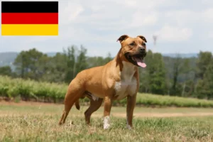 Read more about the article American Staffordshire Terrier breeders and puppies in Germany