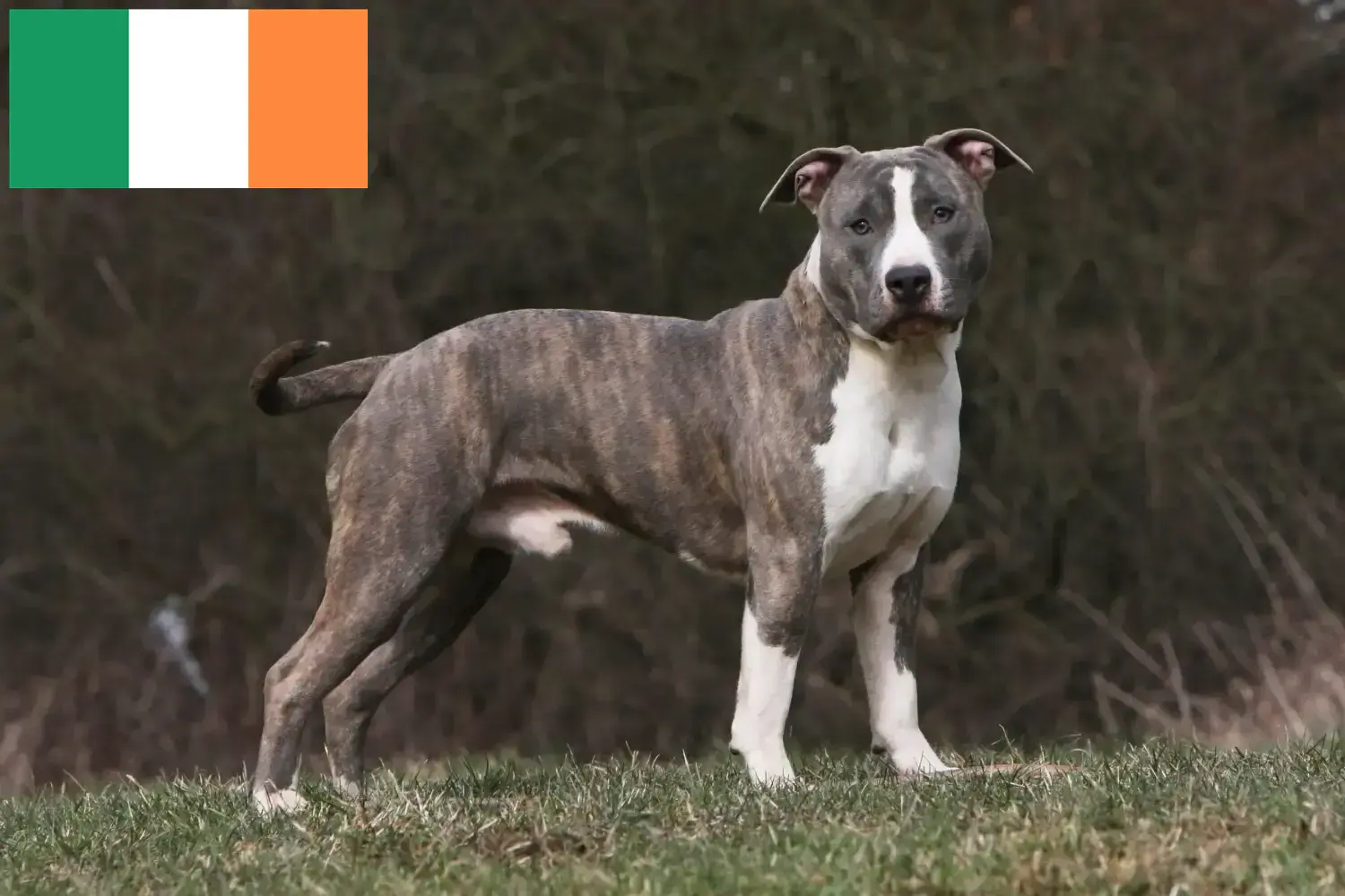 Read more about the article American Staffordshire Terrier breeders and puppies in Ireland