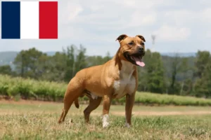 Read more about the article American Staffordshire Terrier breeders and puppies in Réunion