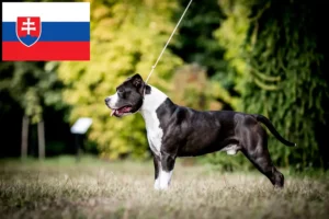 Read more about the article American Staffordshire Terrier breeders and puppies in Slovakia