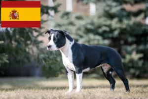 Read more about the article American Staffordshire Terrier breeders and puppies in Spain